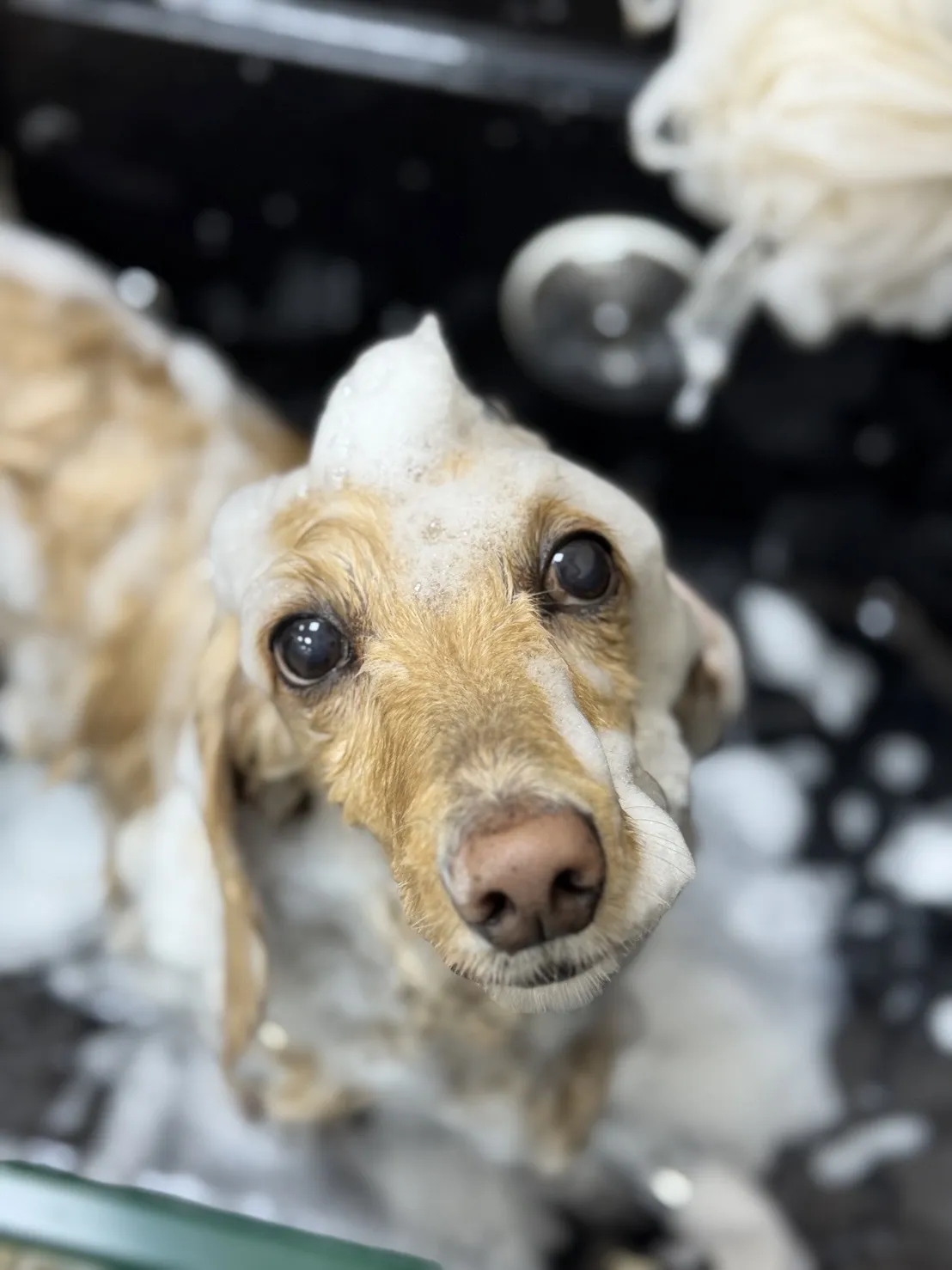沐絲寵物美容坊