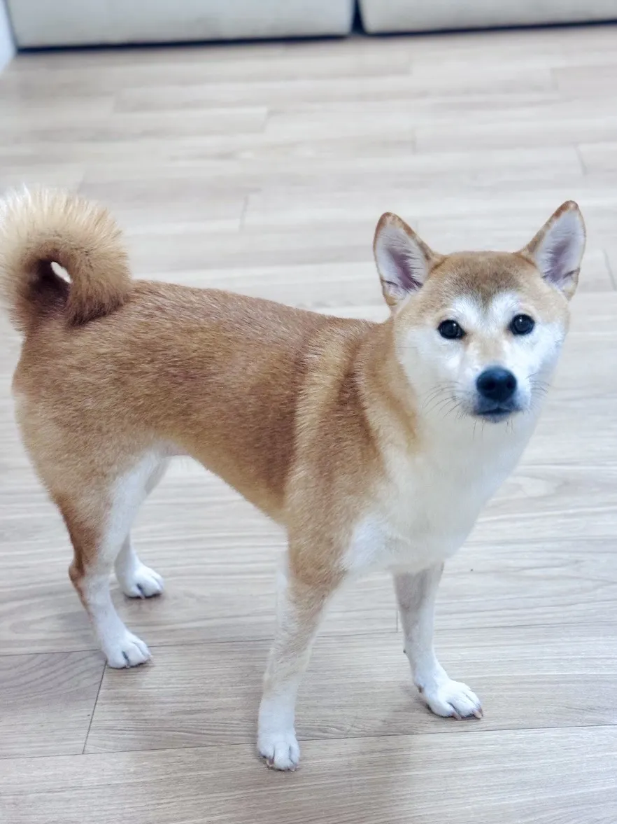 沐絲寵物美容坊