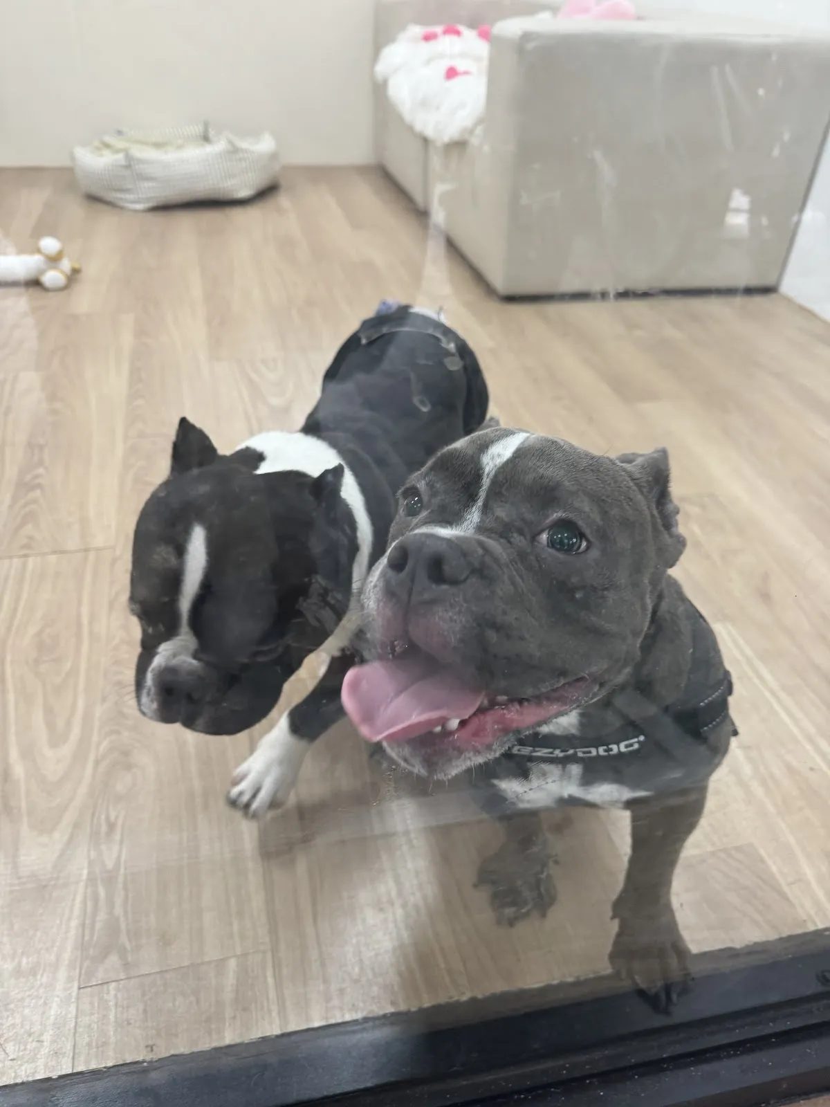 沐絲寵物美容坊