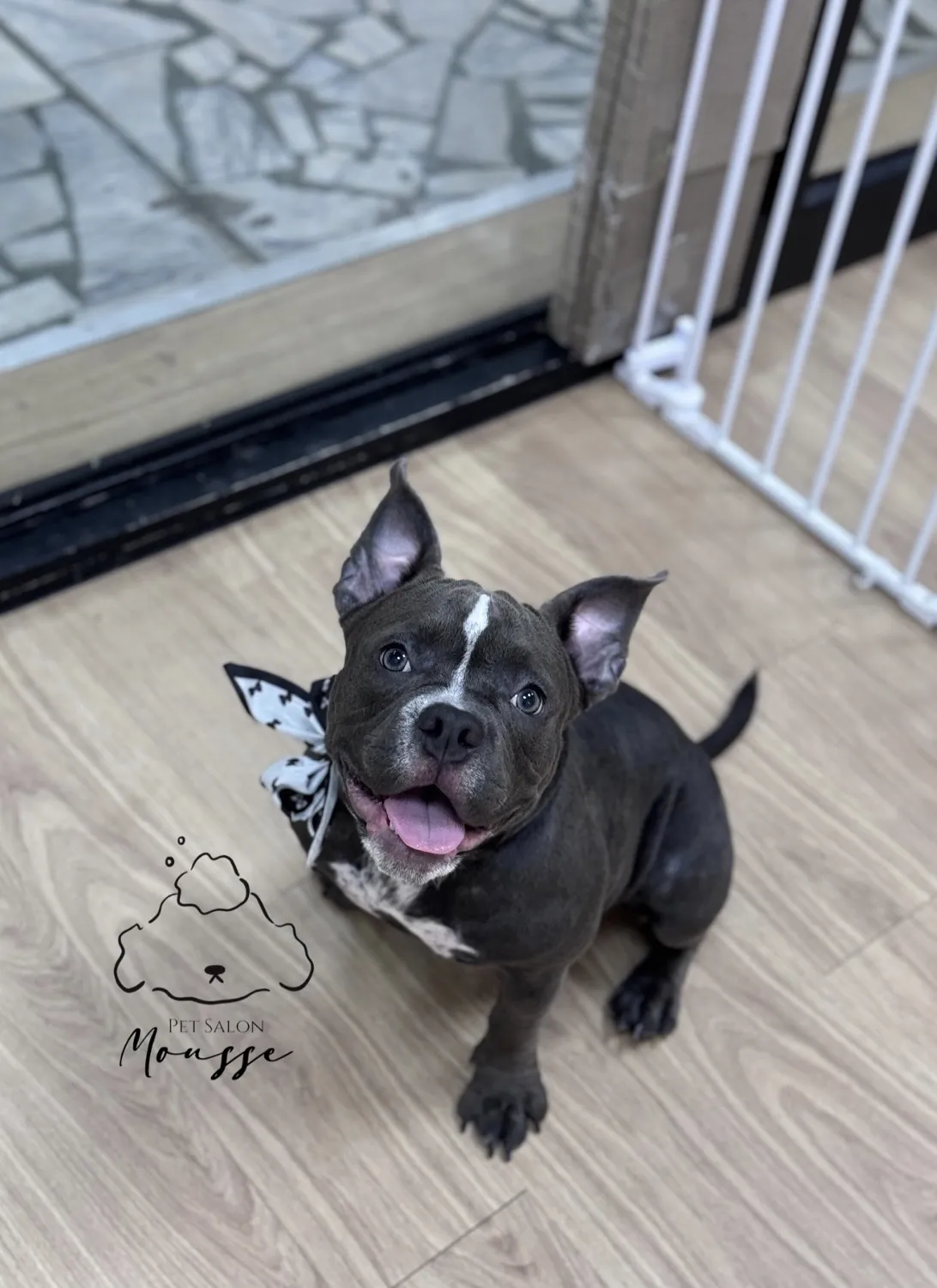 沐絲寵物美容坊