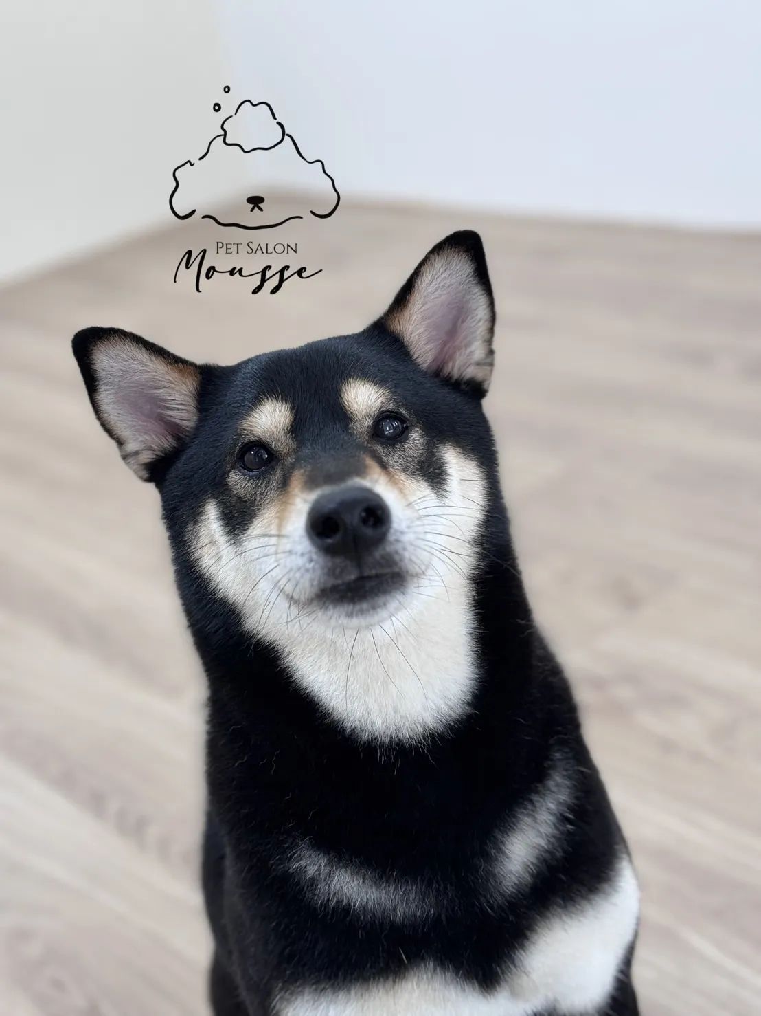 沐絲寵物美容坊