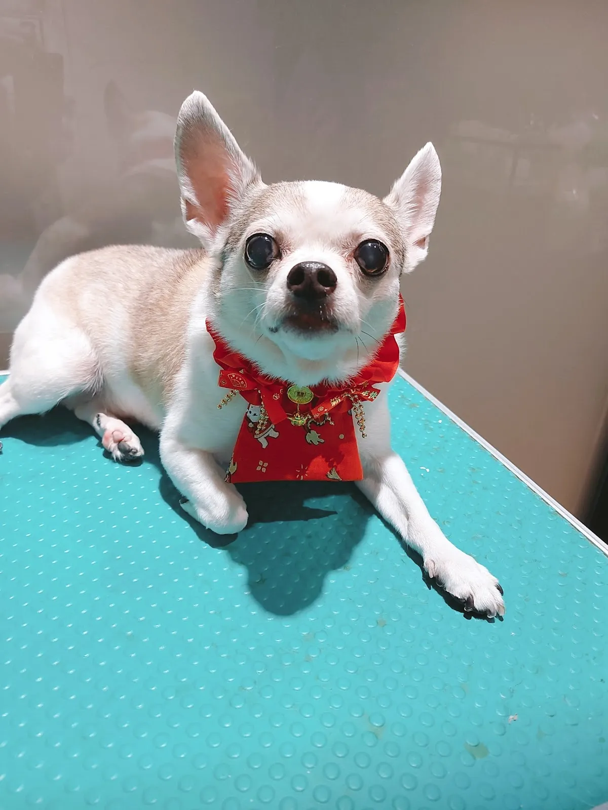 汪福寵物美容商行