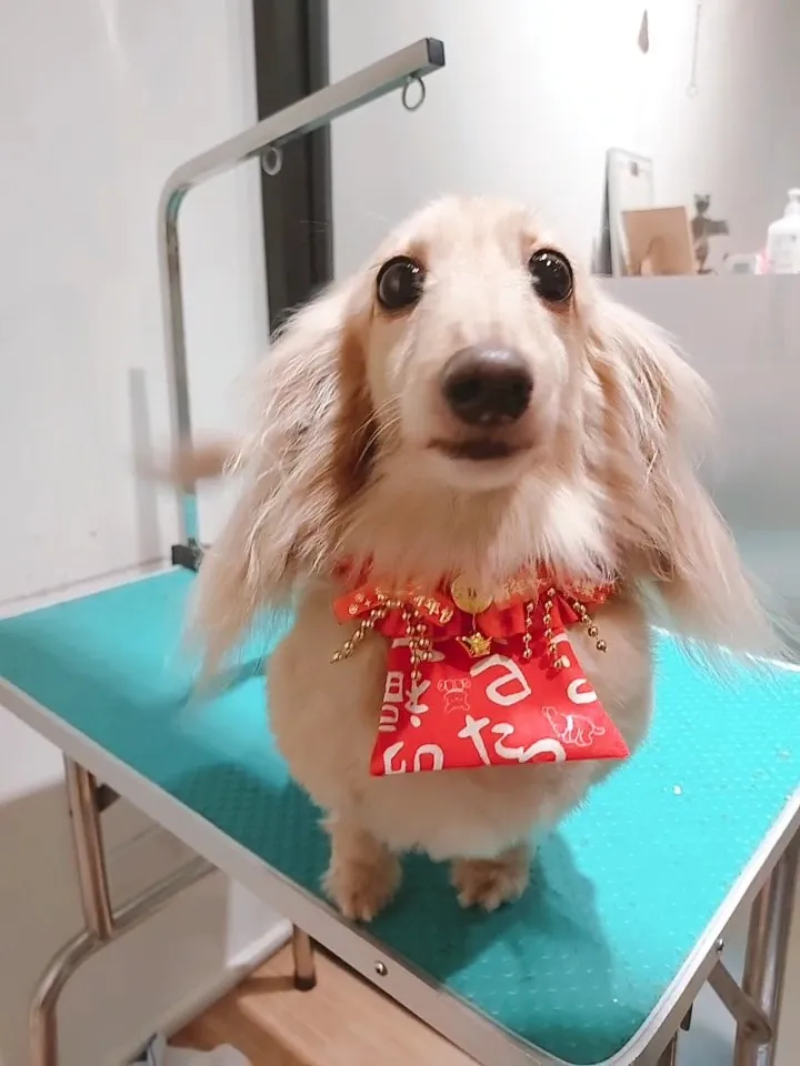 汪福寵物美容商行