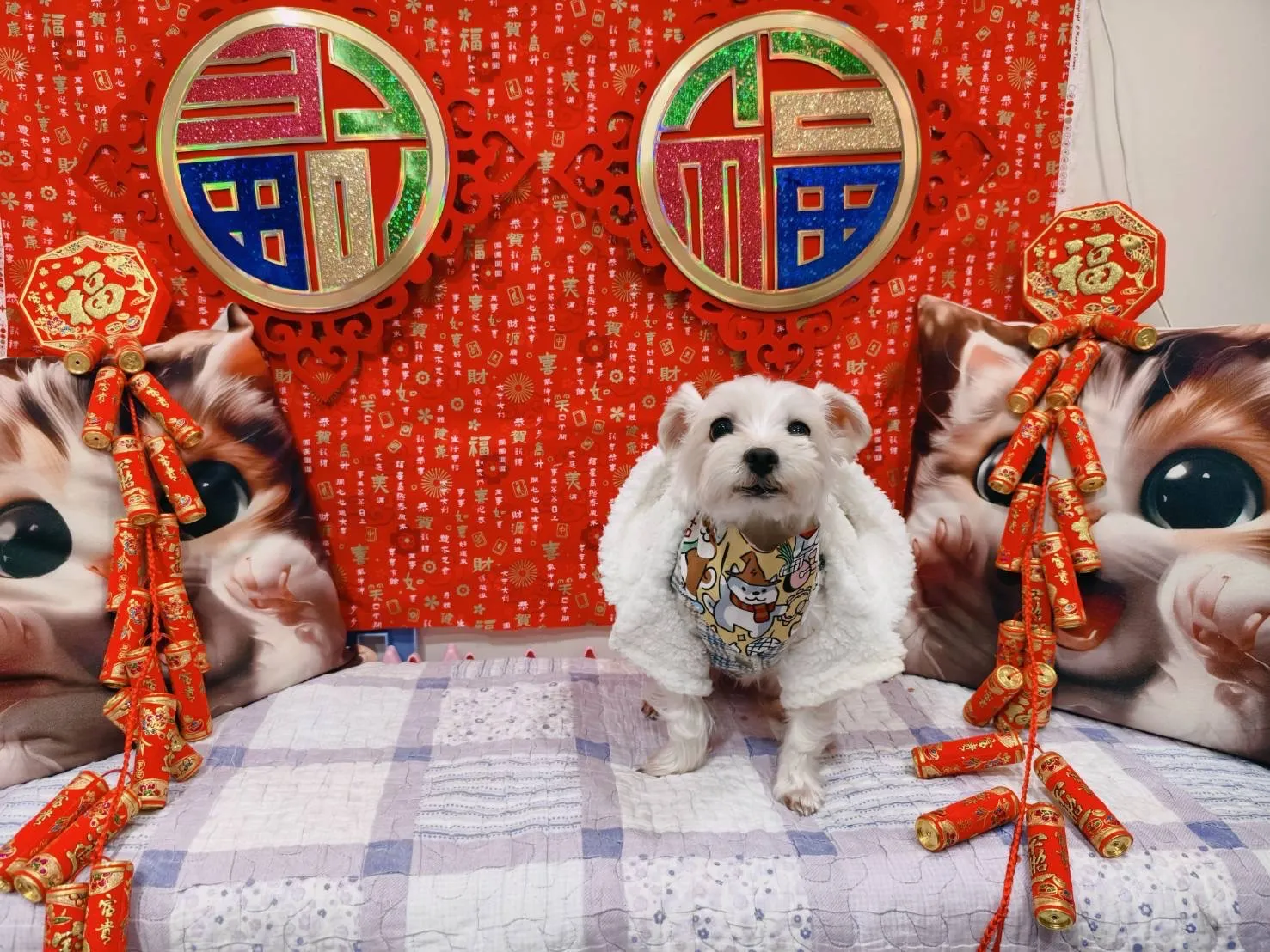 就甘心寵物美容旅館