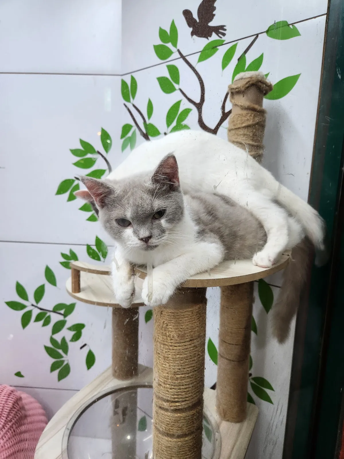 寵愛寶貝生活館