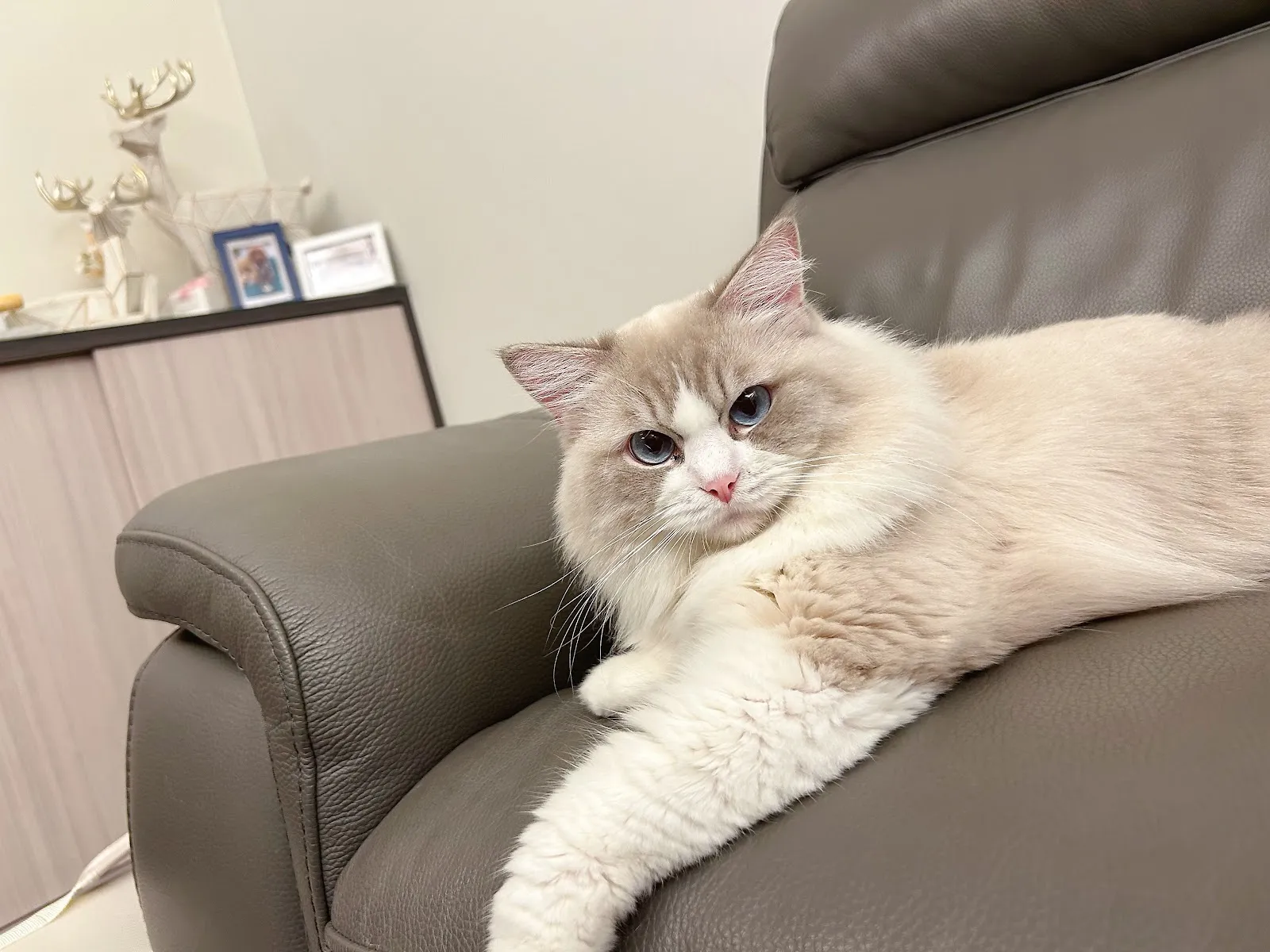 哲學貓緬因貓館