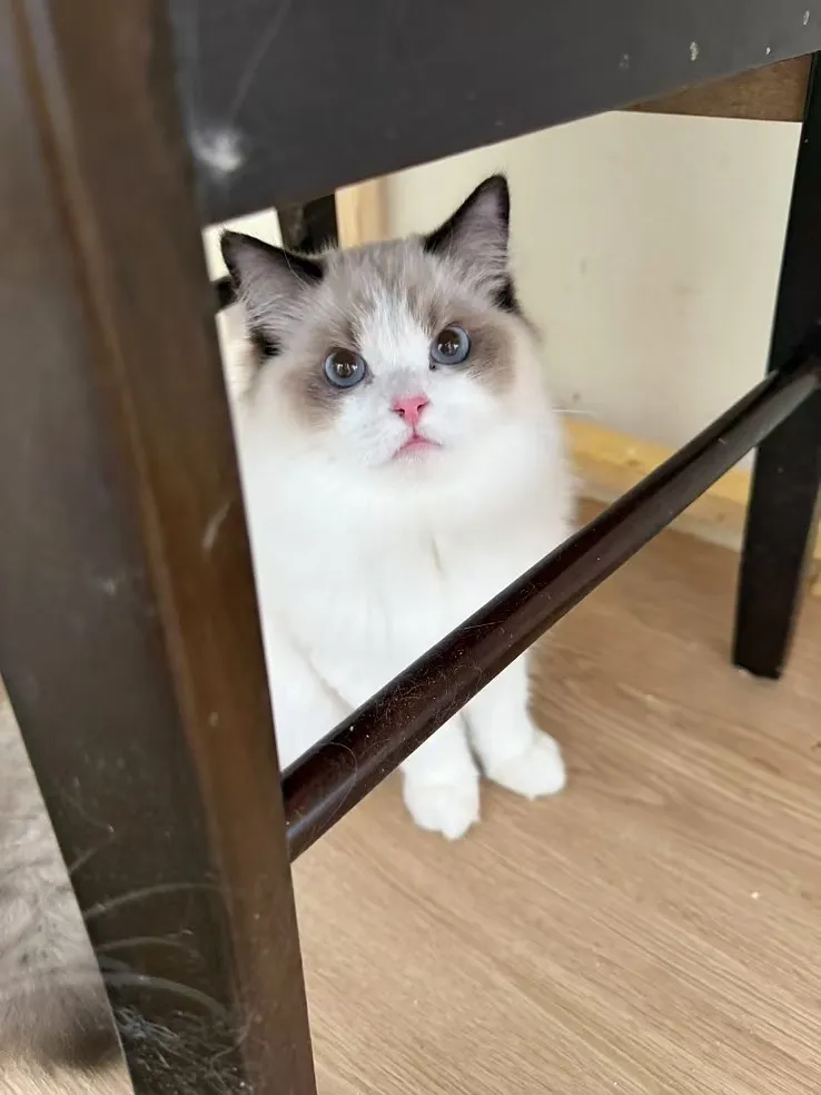 哲學貓緬因貓館