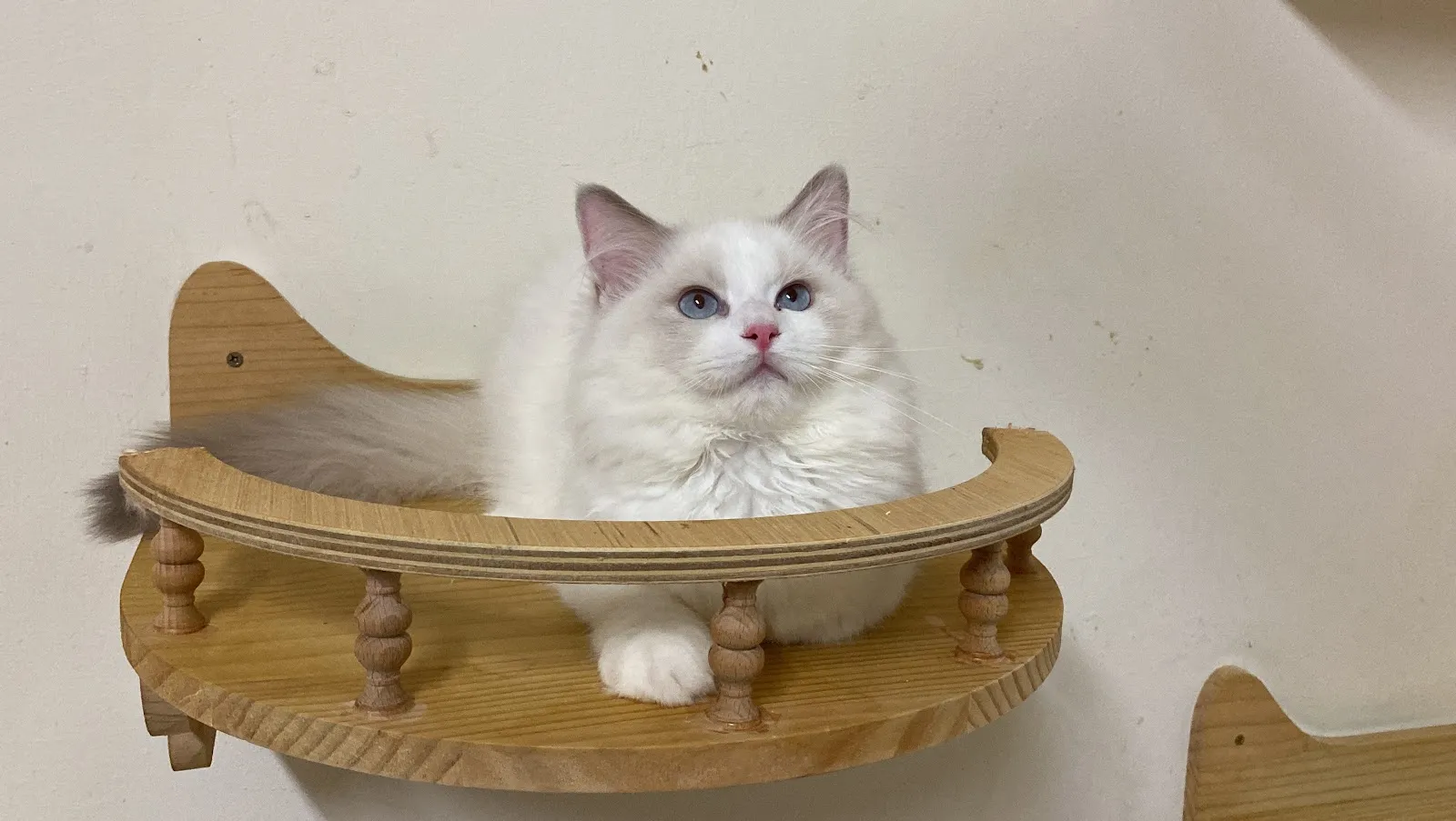 哲學貓緬因貓館