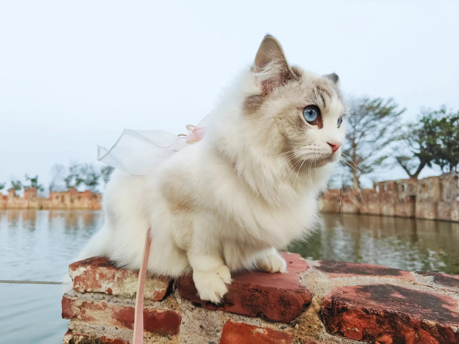 哲學貓緬因貓館