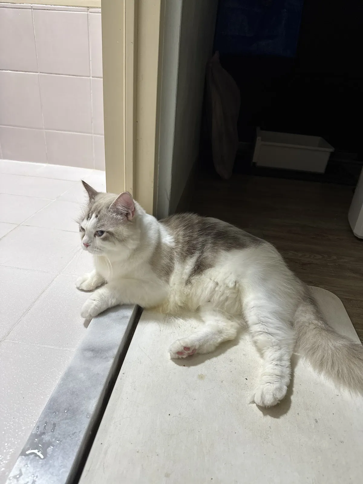 哲學貓緬因貓館