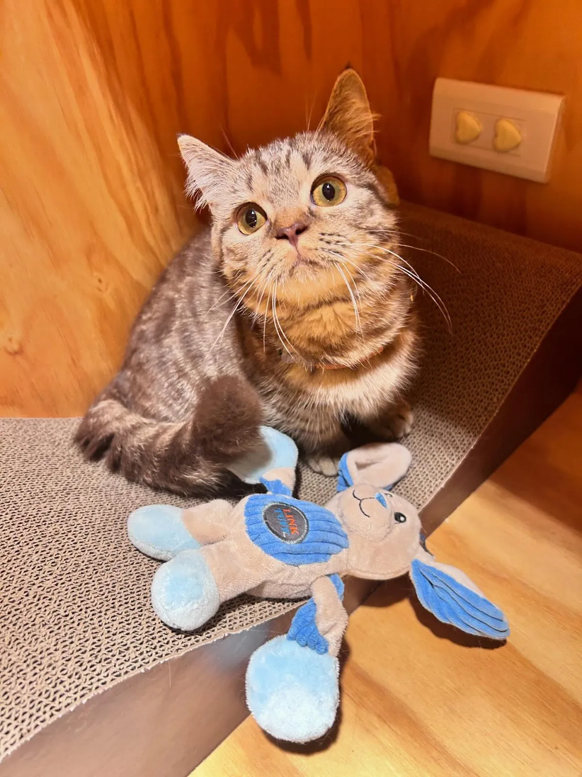 迪恩斯毛孩工作室