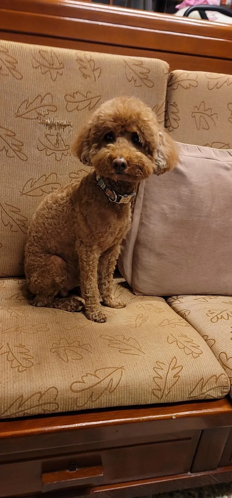 狗仔殿寵物用品