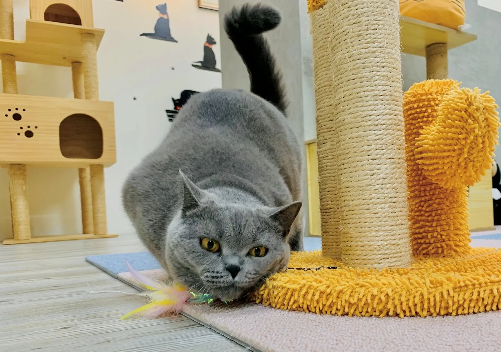 悠貓喵嗚貓咪旅館