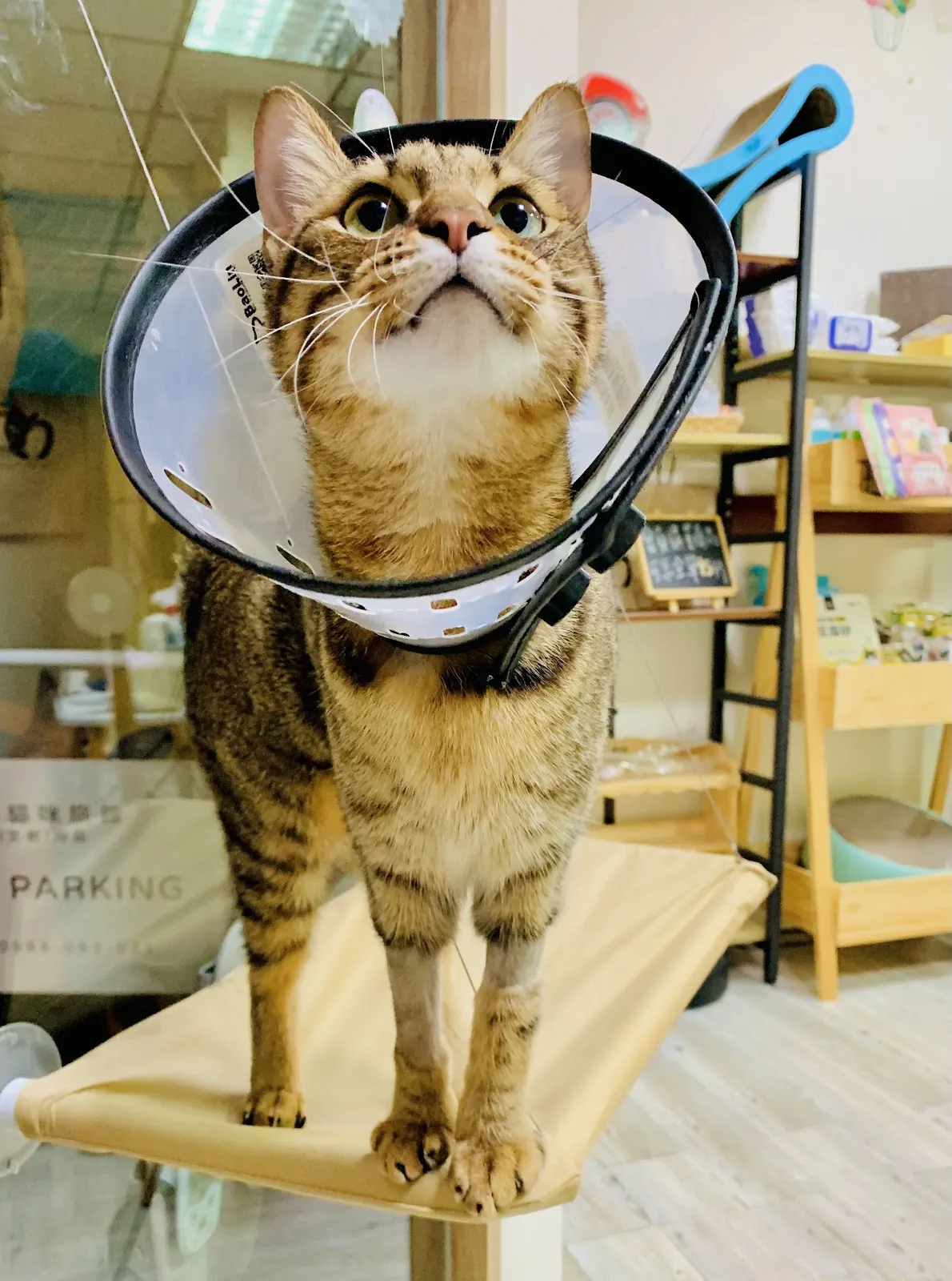 悠貓喵嗚貓咪旅館