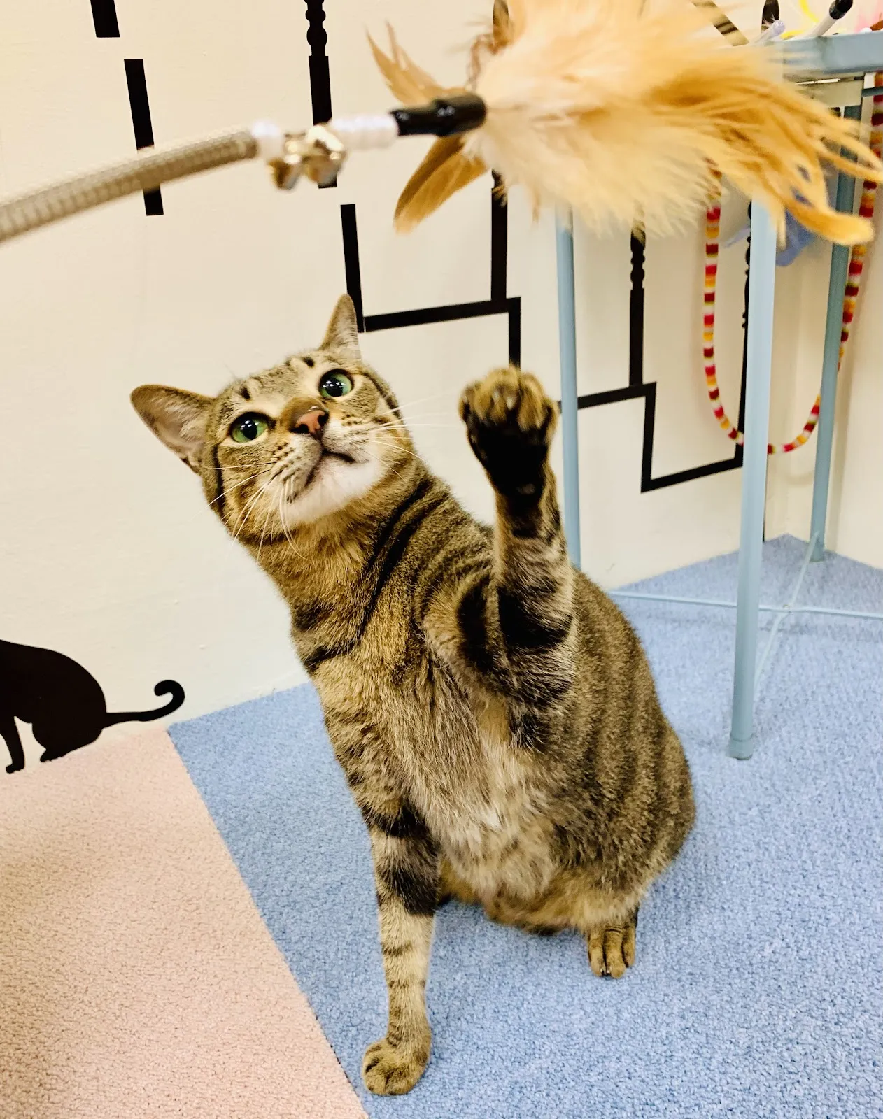 悠貓喵嗚貓咪旅館