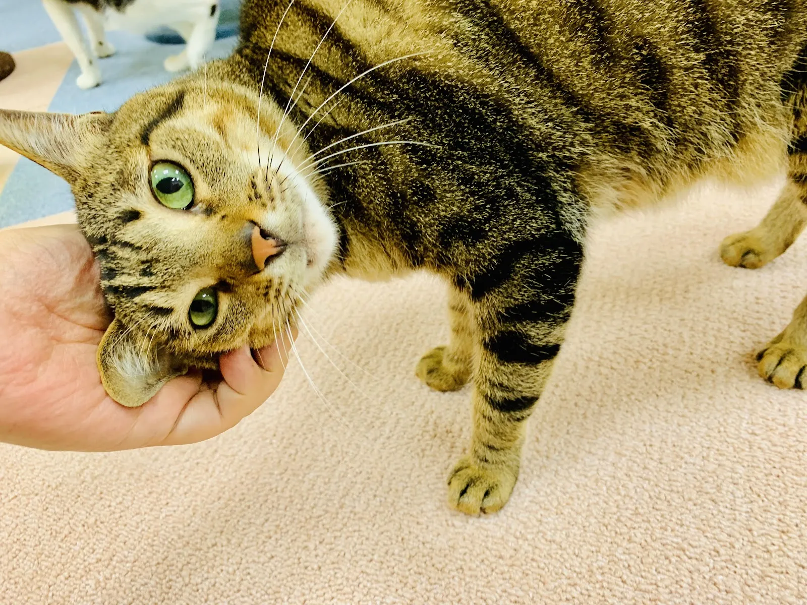 悠貓喵嗚貓咪旅館