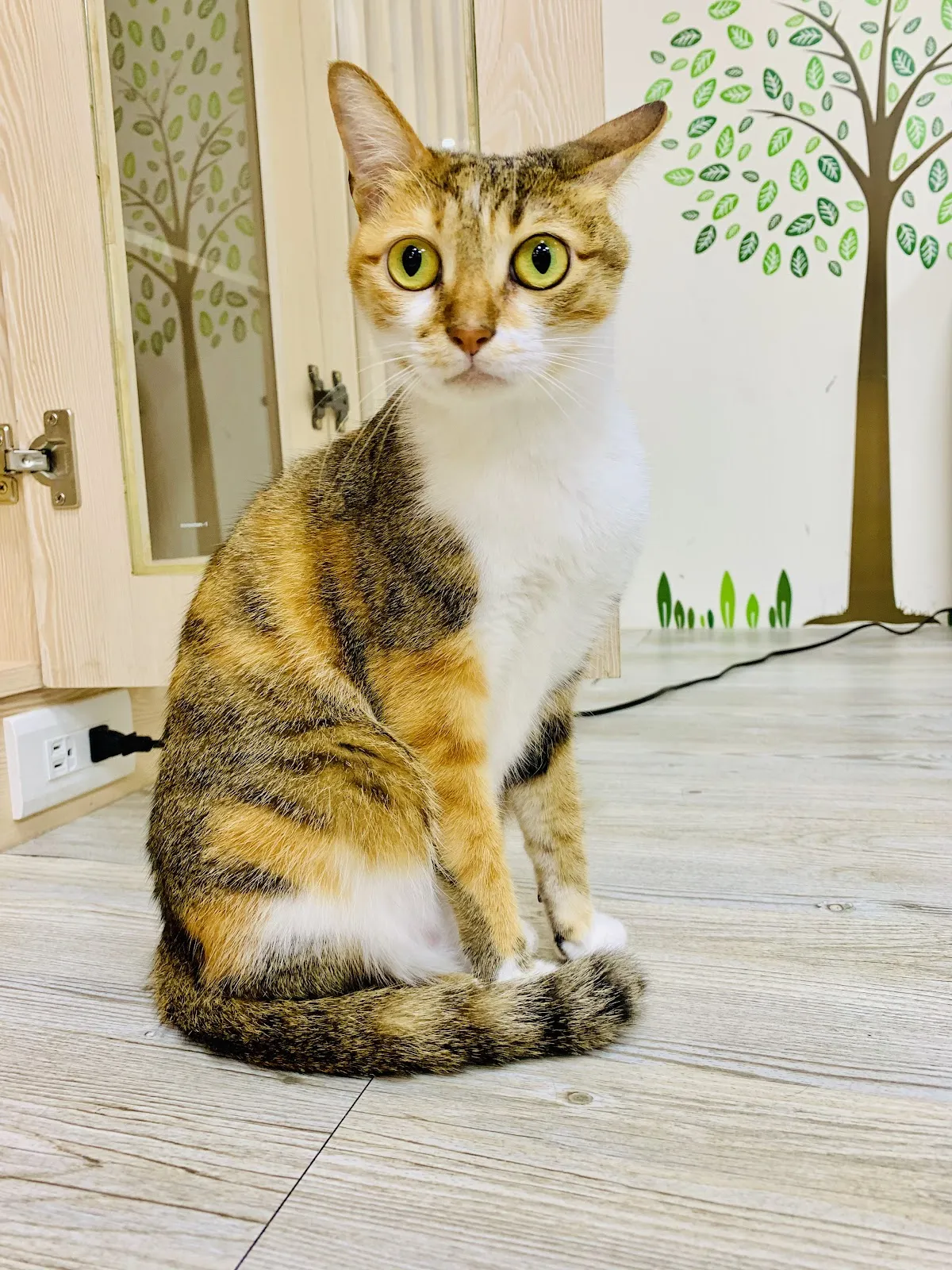 悠貓喵嗚貓咪旅館