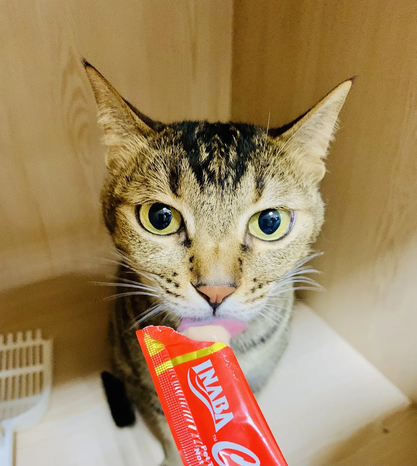 悠貓喵嗚貓咪旅館