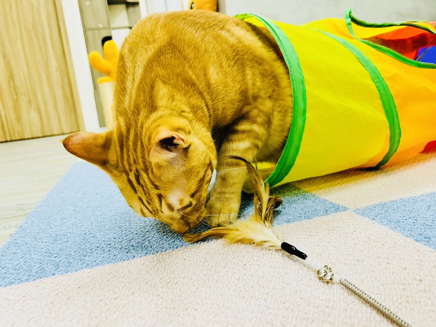 悠貓喵嗚貓咪旅館