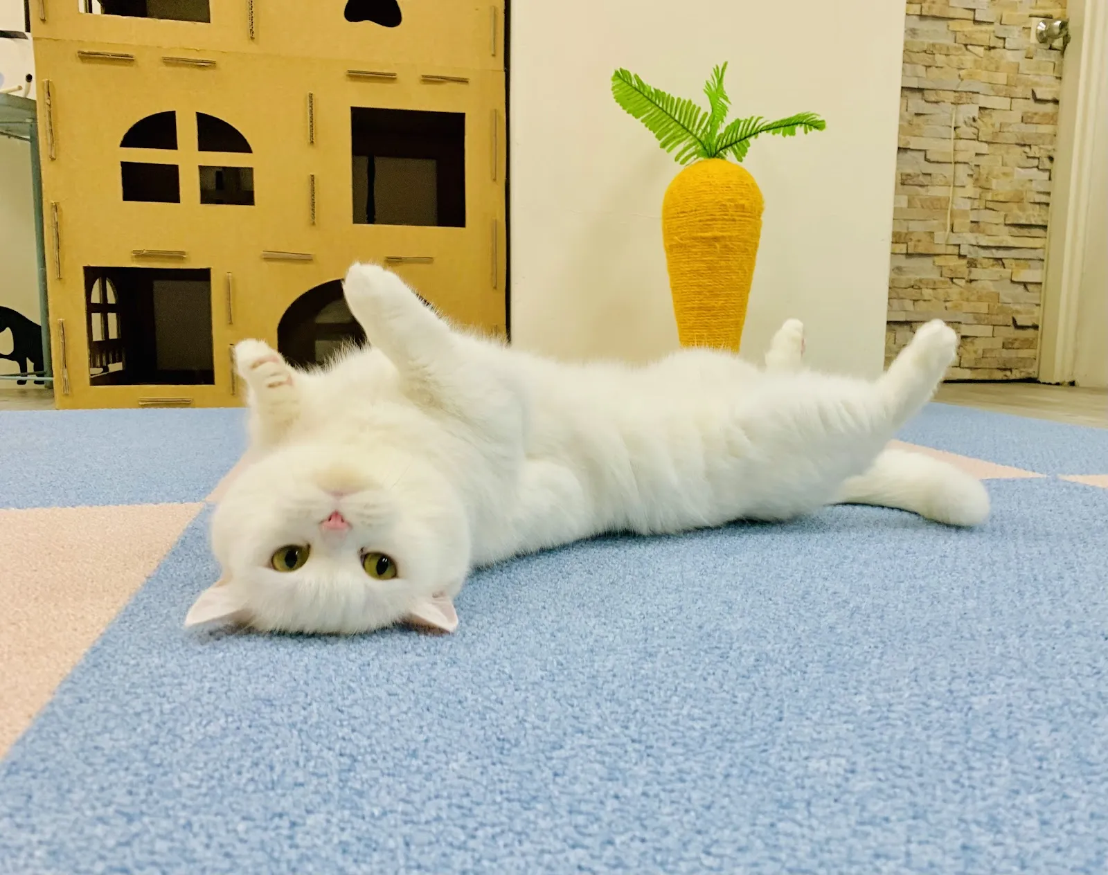 悠貓喵嗚貓咪旅館