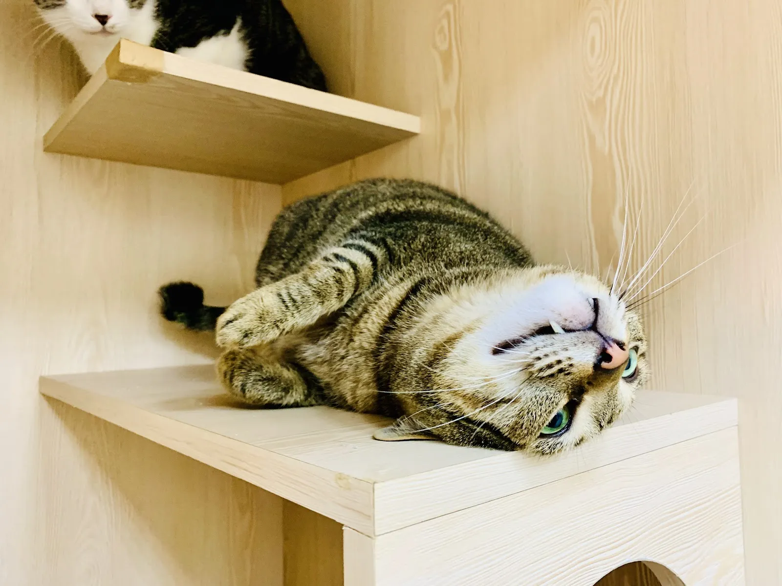 悠貓喵嗚貓咪旅館