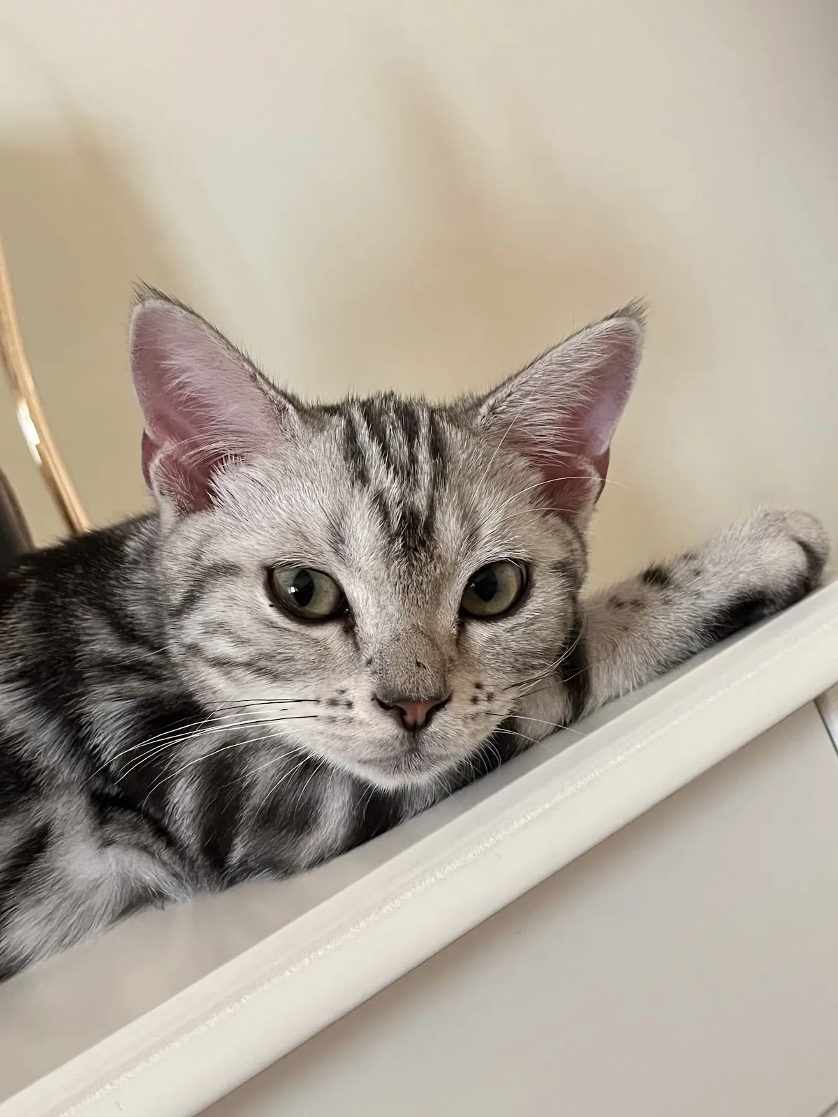 莫名奇喵專業貓坊