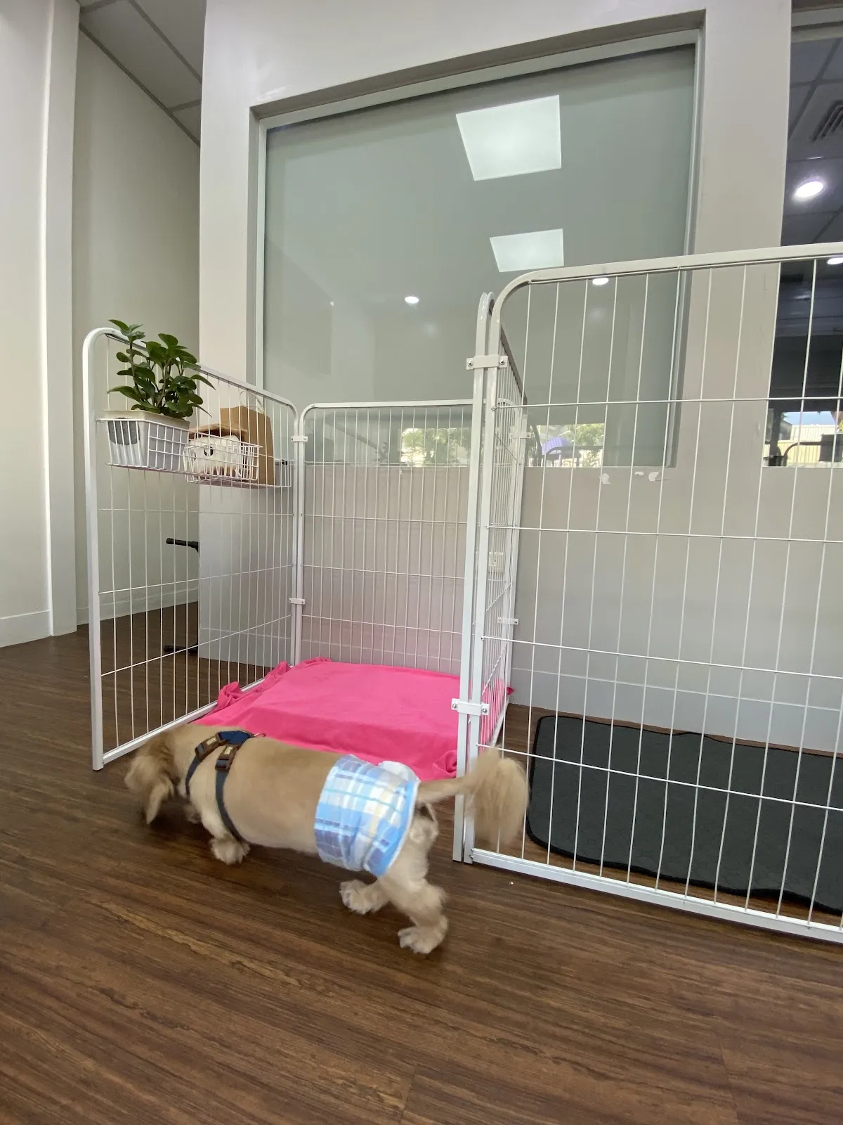 毛孩慢步照護美容工作坊