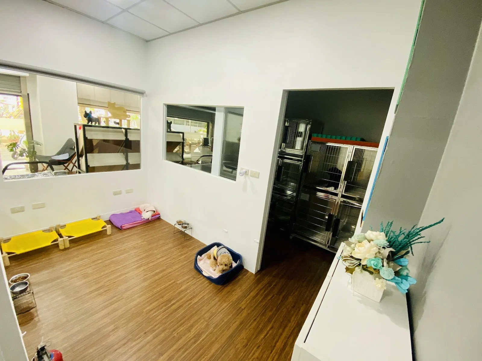 毛孩慢步照護美容工作坊