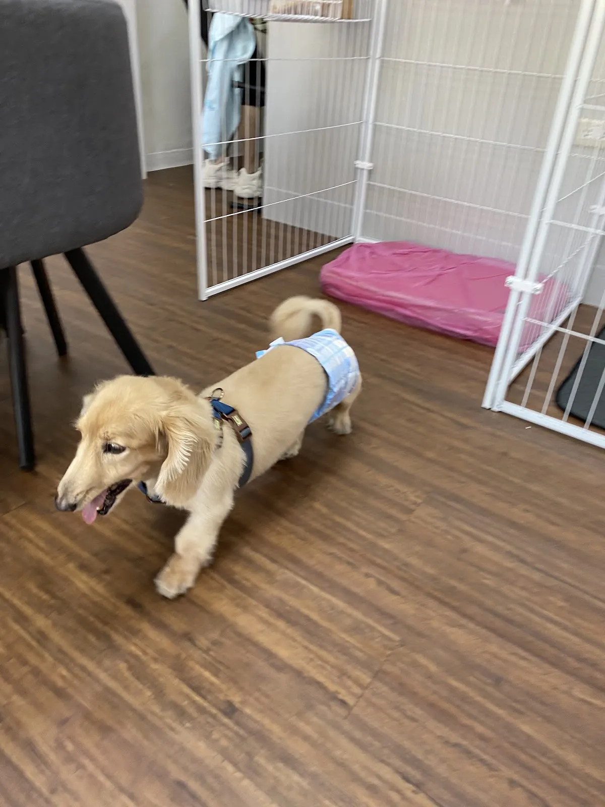 毛孩慢步照護美容工作坊