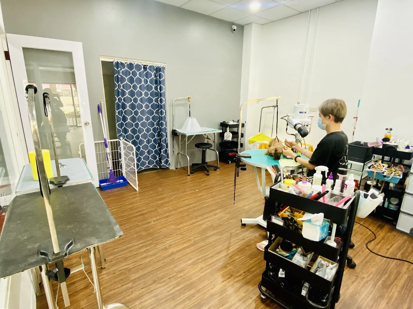 毛孩慢步照護美容工作坊