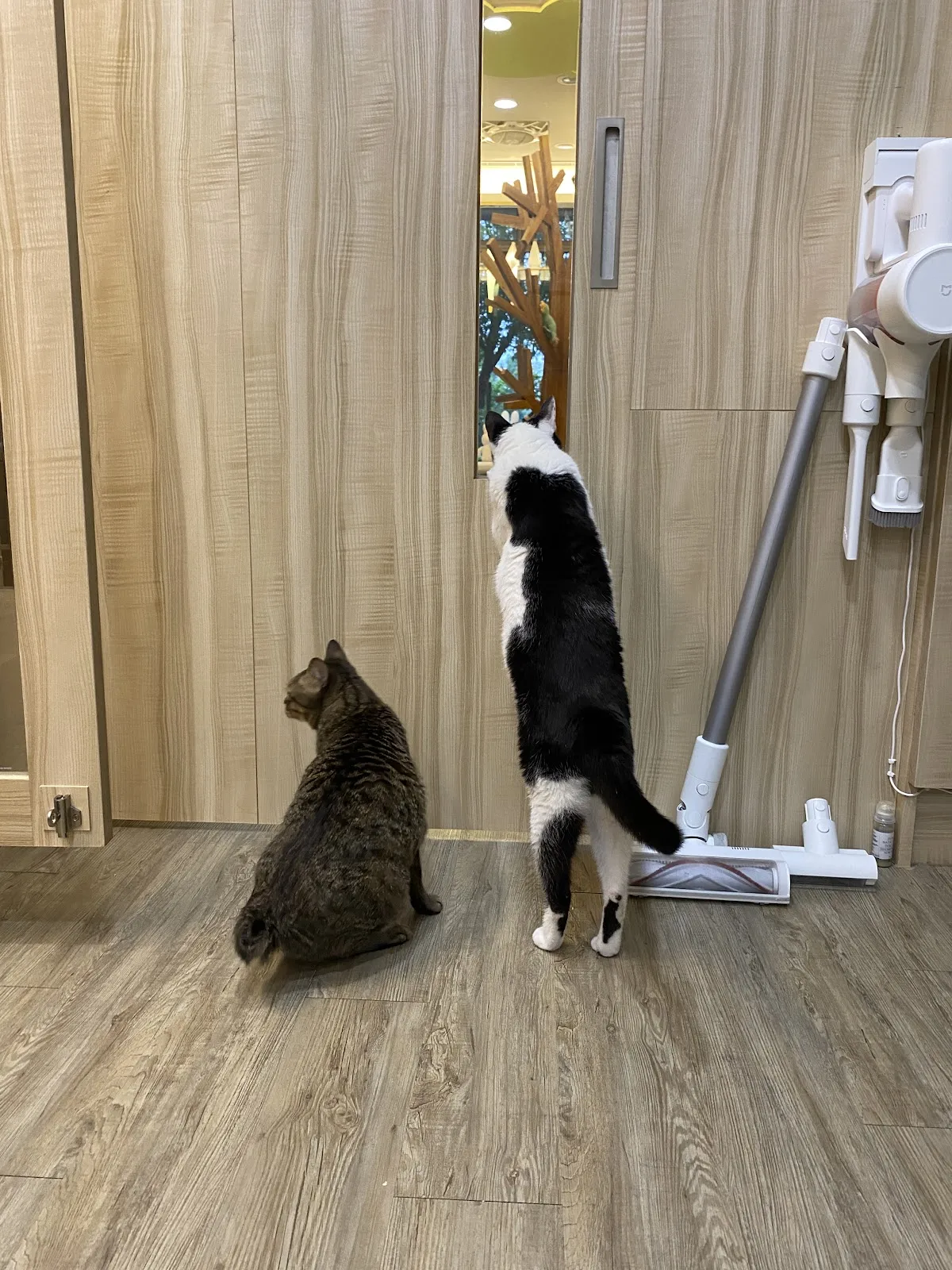 小森林純貓美容旅館