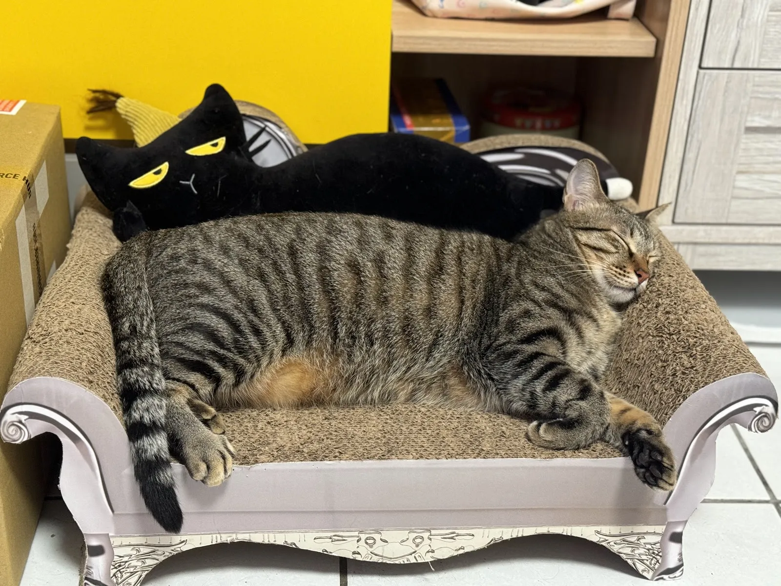 小森林純貓美容旅館