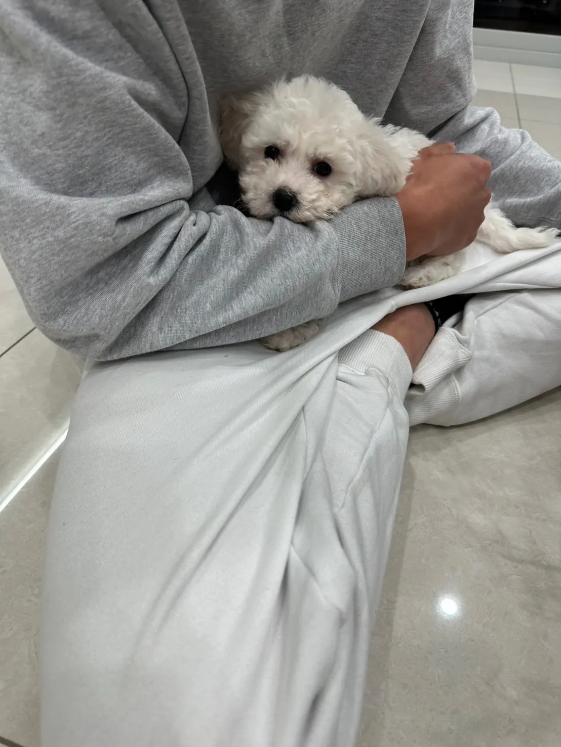 小酒窩幼犬寵物店