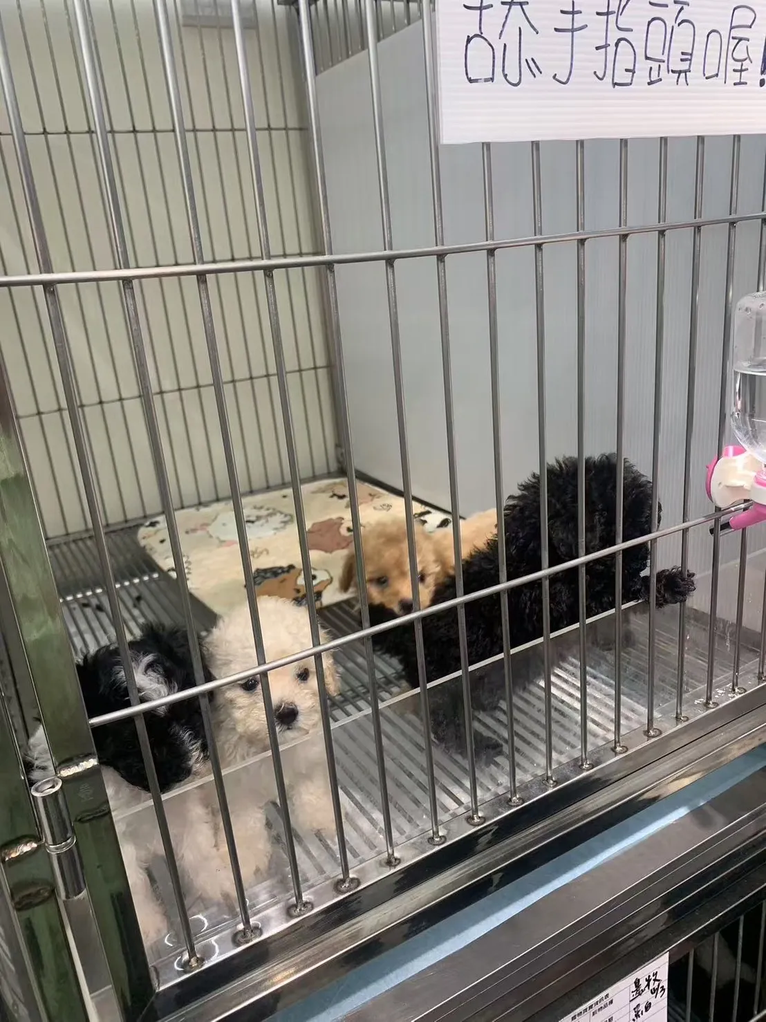 小酒窩幼犬寵物店