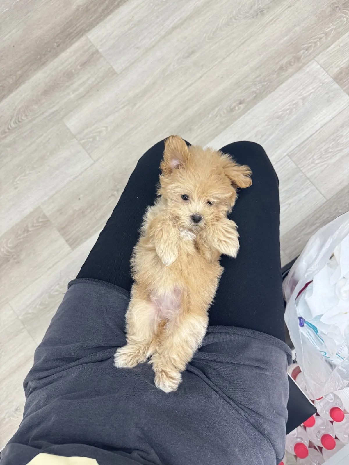 小酒窩幼犬寵物店