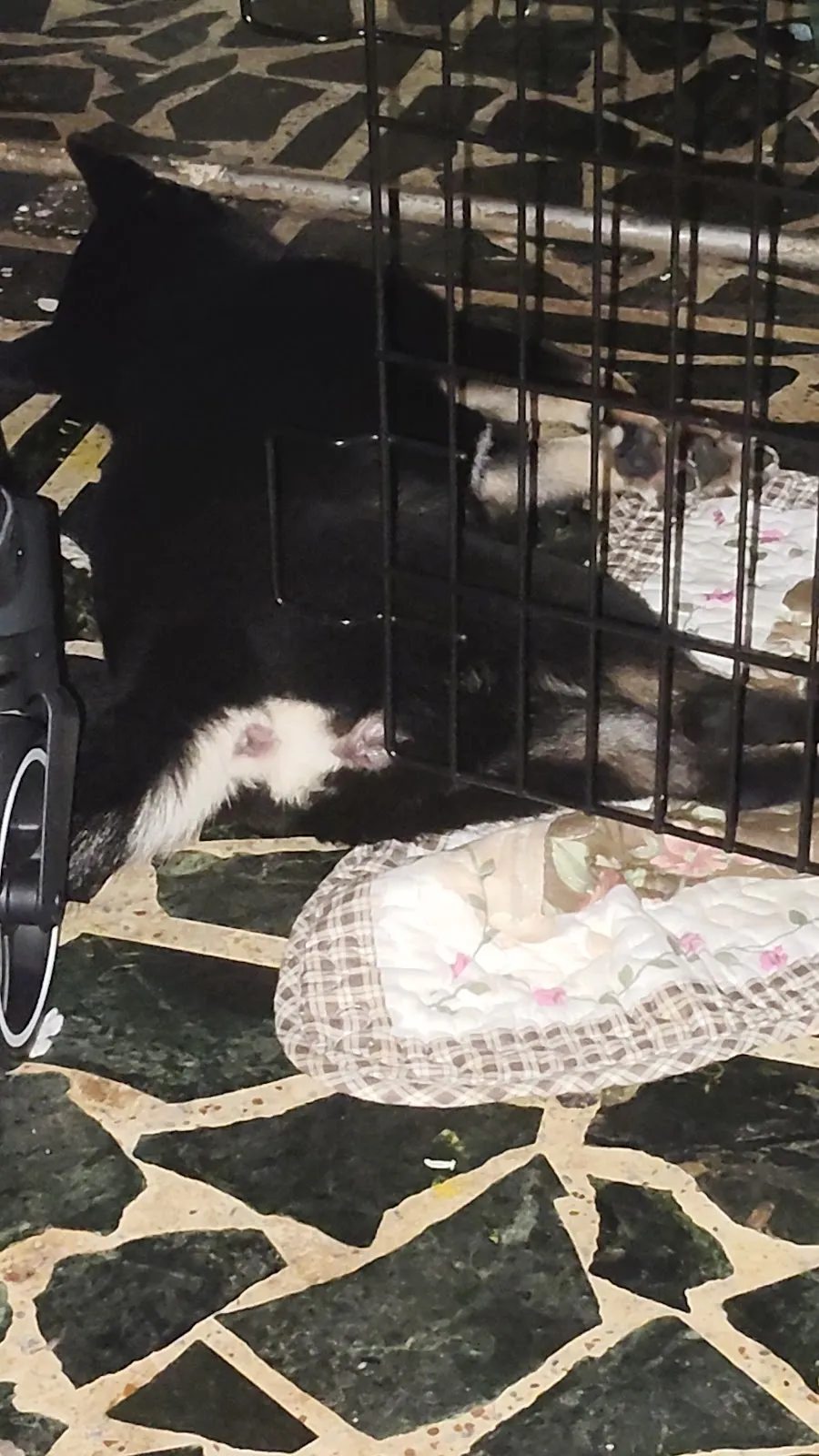 頑皮犬貓專門店