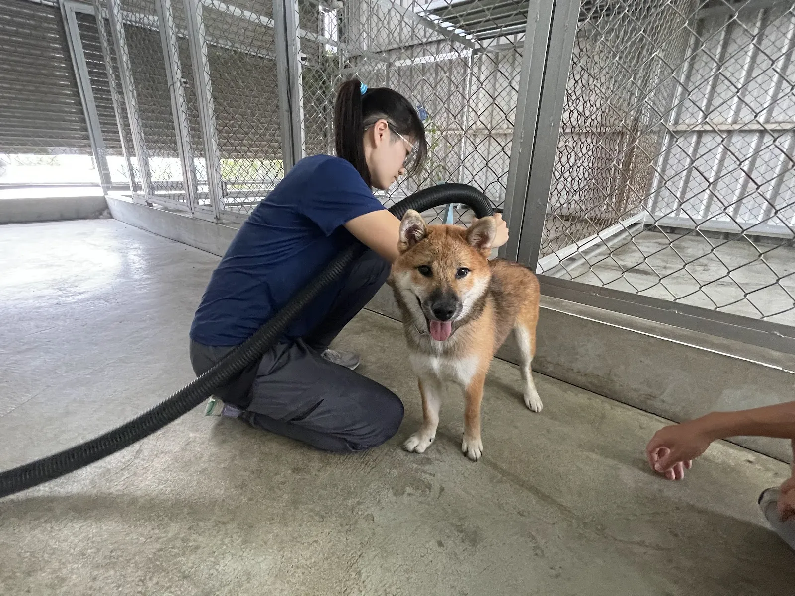 秋味犬教育工作室