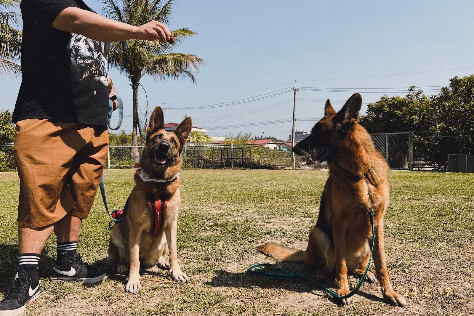 秋味犬教育工作室