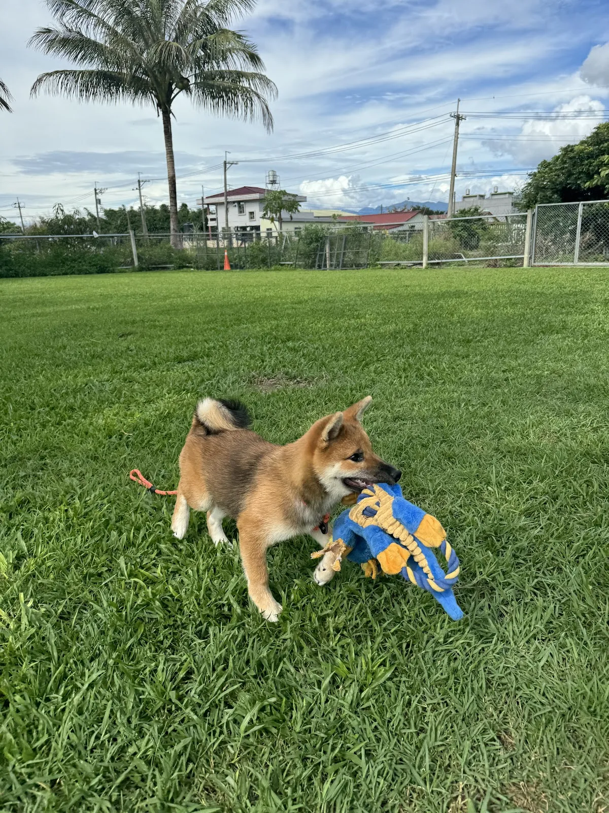 秋味犬教育工作室