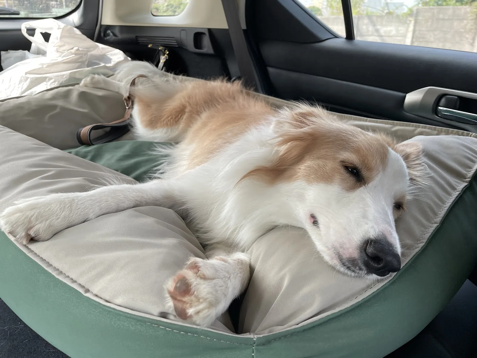 秋味犬教育工作室