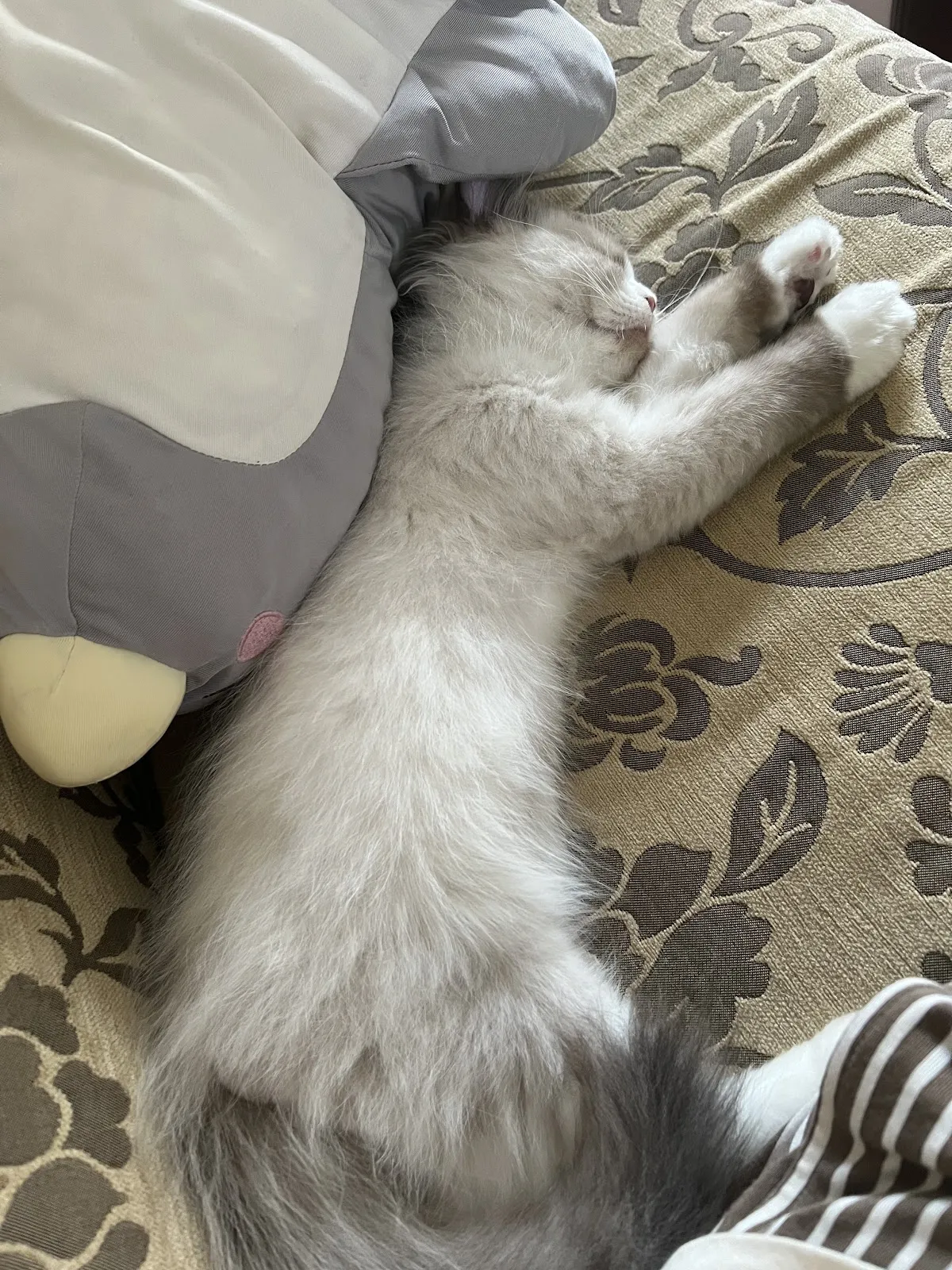 維多利亞喵喵美學