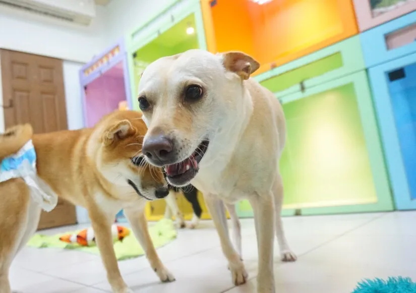 揪甘心寵物美容旅館