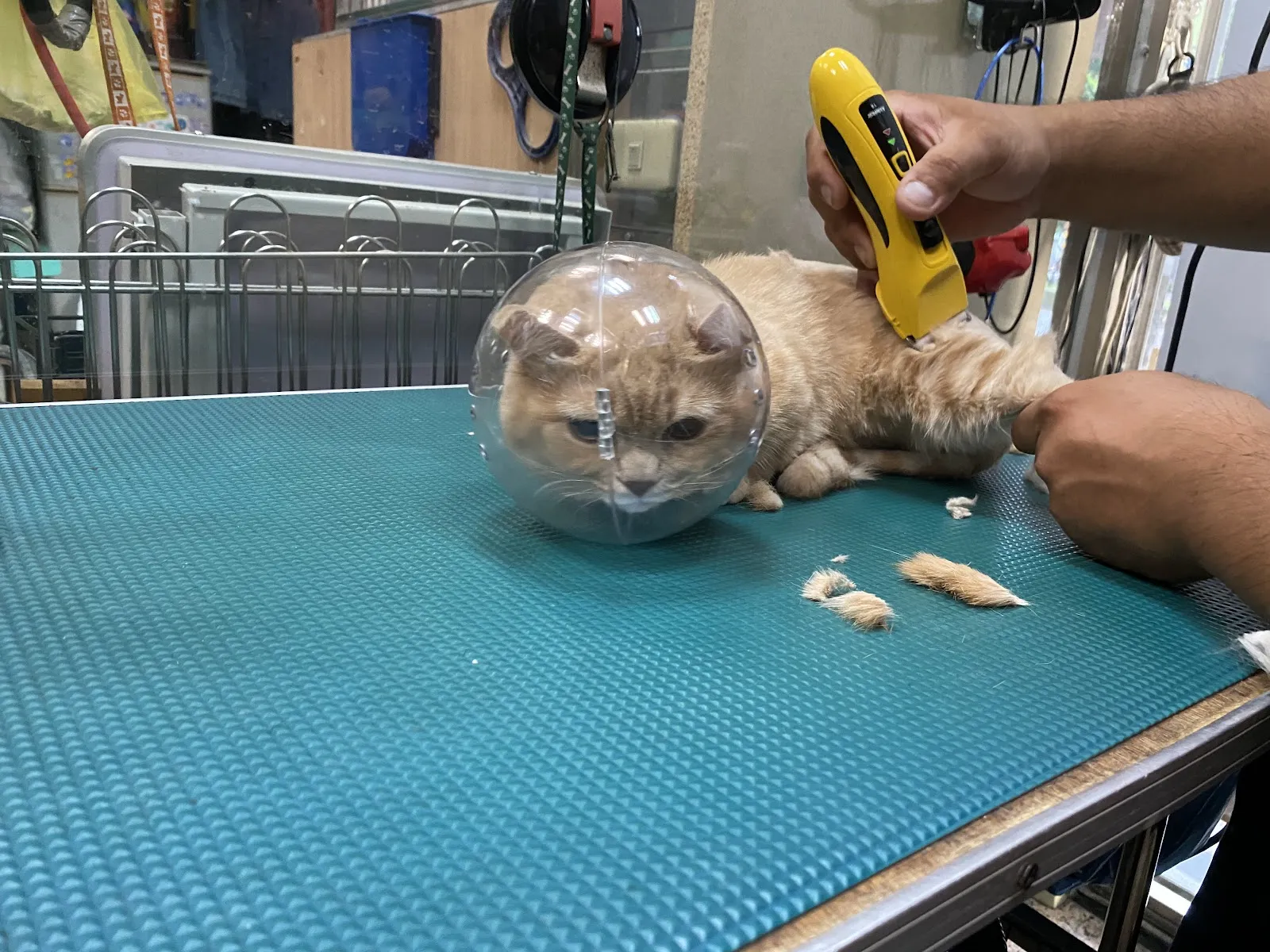 金犬家莊寵物精品店