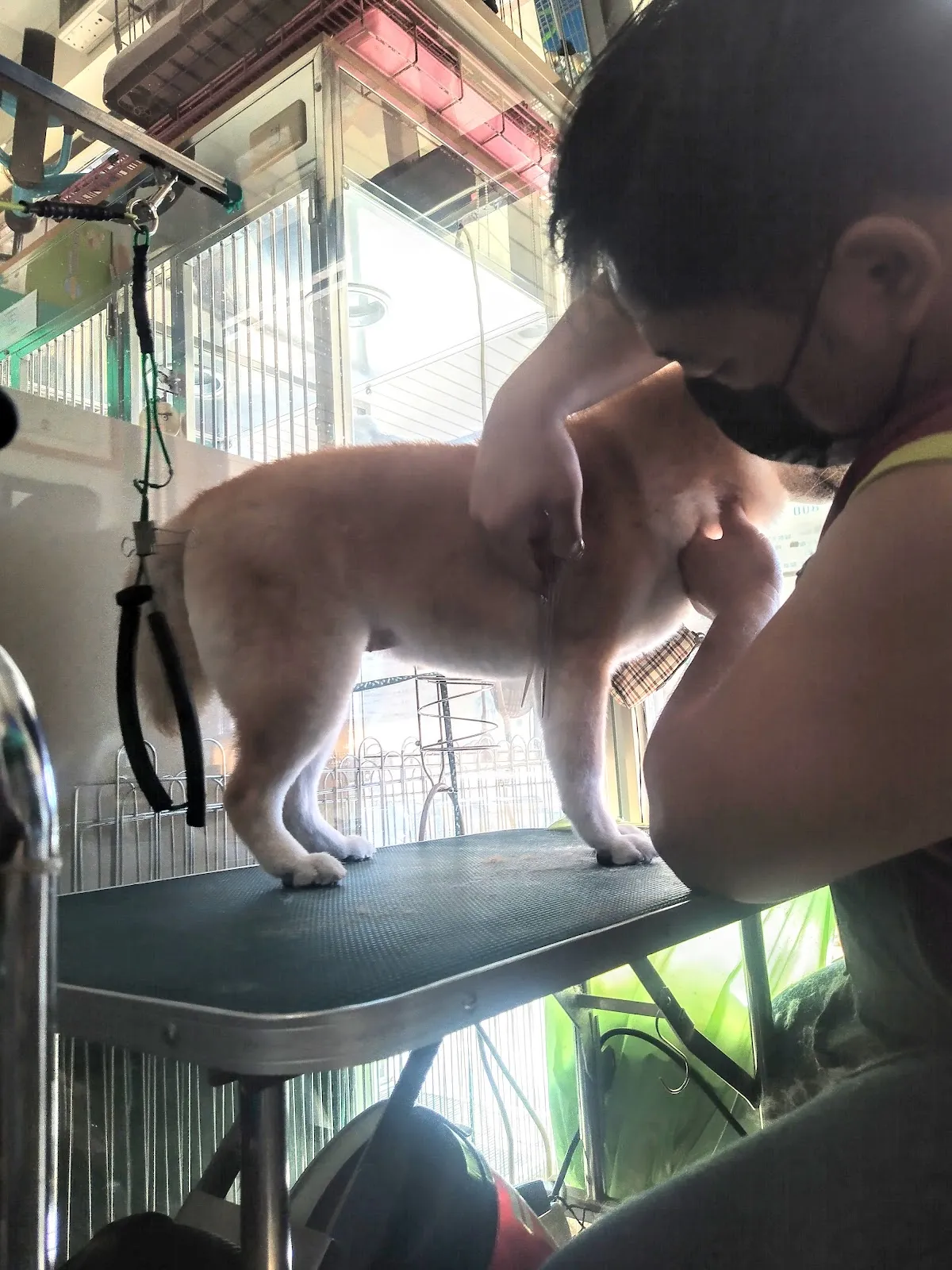 金犬家莊寵物精品店