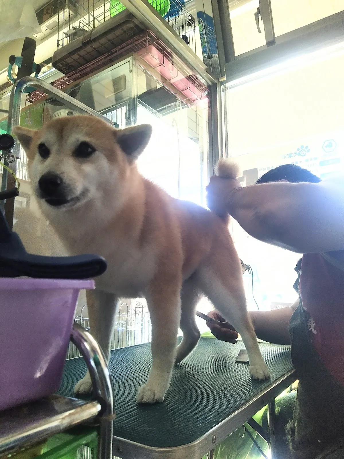 金犬家莊寵物精品店