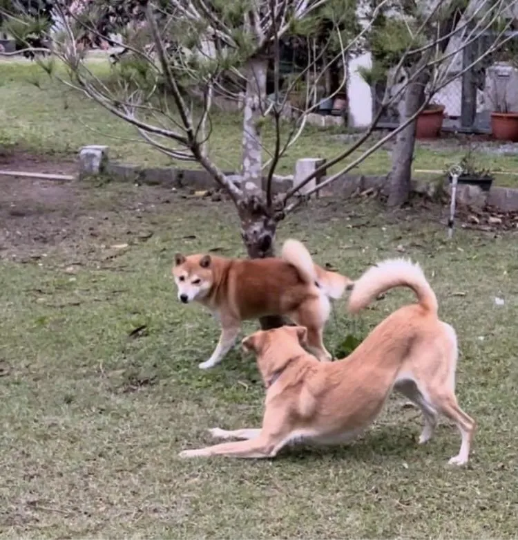 腳印Maker寵物旅館