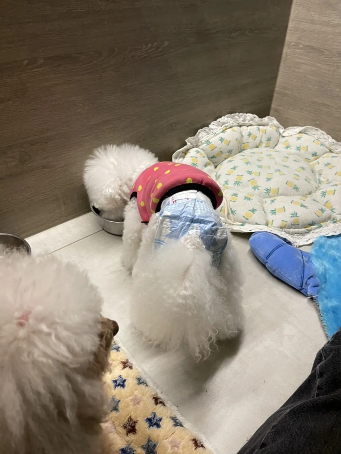 腳印Maker寵物旅館