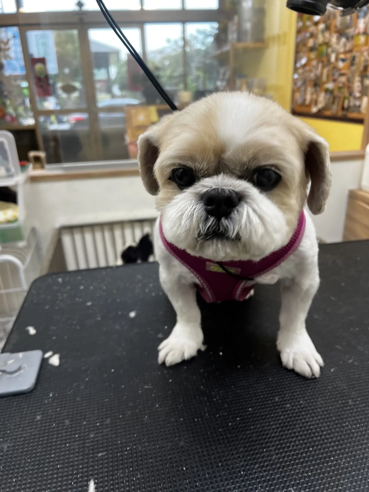 黑胖胖寵物美容