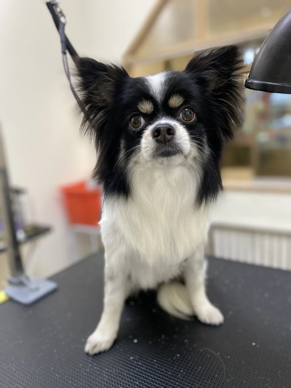 黑胖胖寵物美容