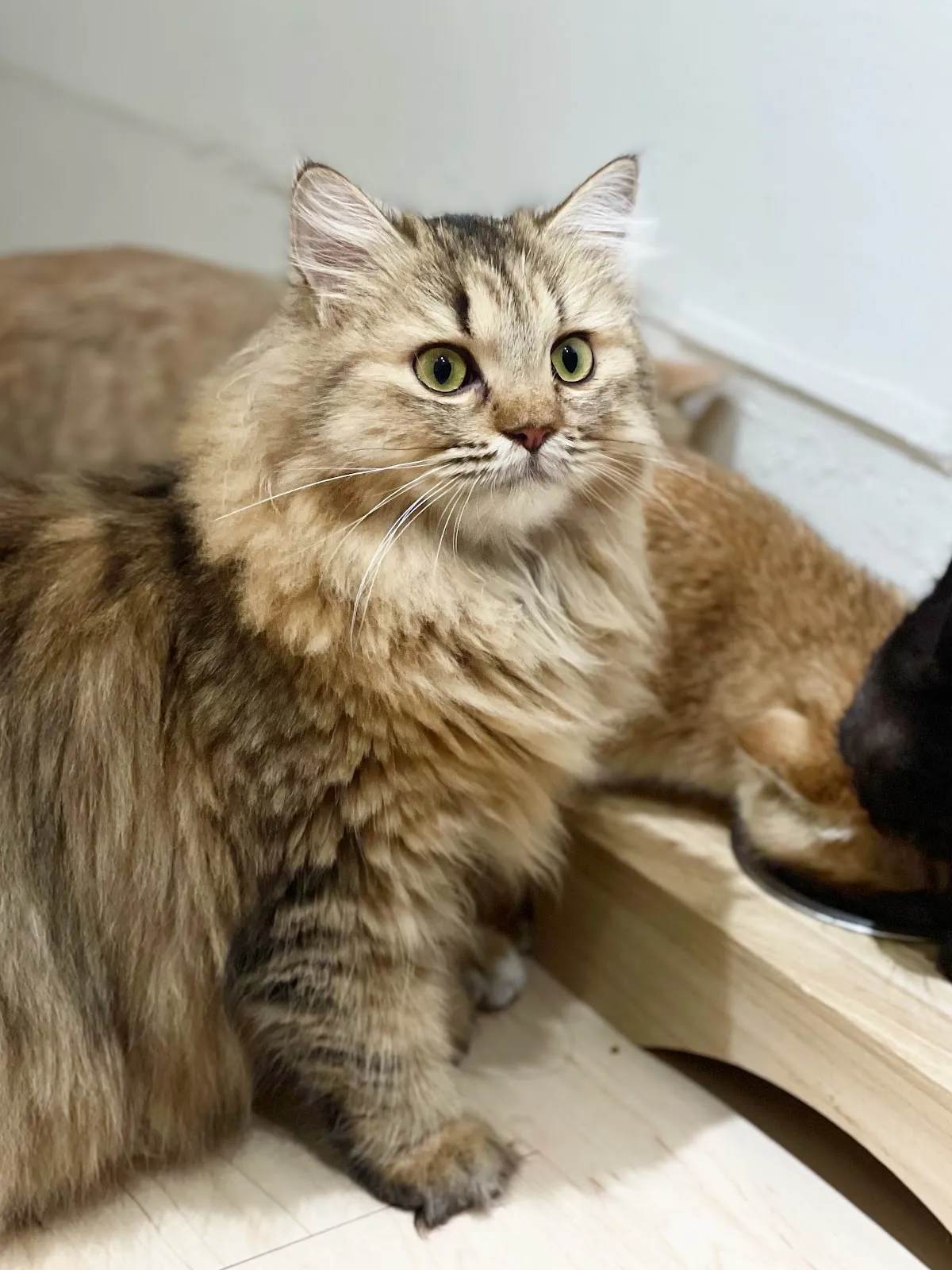 女子的貓寵物店